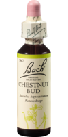 BACHBLÜTEN Chestnut Bud Tropfen - 20ml - Bachblüten allgemein