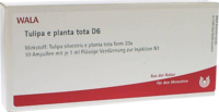 TULIPA e planta tota D 6 Ampullen - 10X1ml
