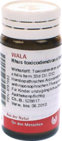 RHUS TOXICODENDRON E foliis D 12 Globuli - 20g