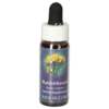 RABBITBRUSH FES kalifornische Blütenessenz Tropfen