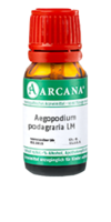 AEGOPODIUM podagraria LM 1 Dilution - 10ml
