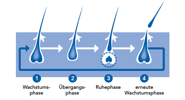 3-REGAINE_Wachstumsphasen-Männer_770px.jpg