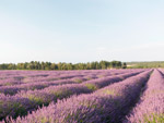 lavendel